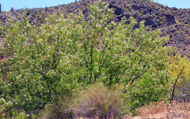 Chilopsis linearis, Desert Willow, Southwest Desert Flora